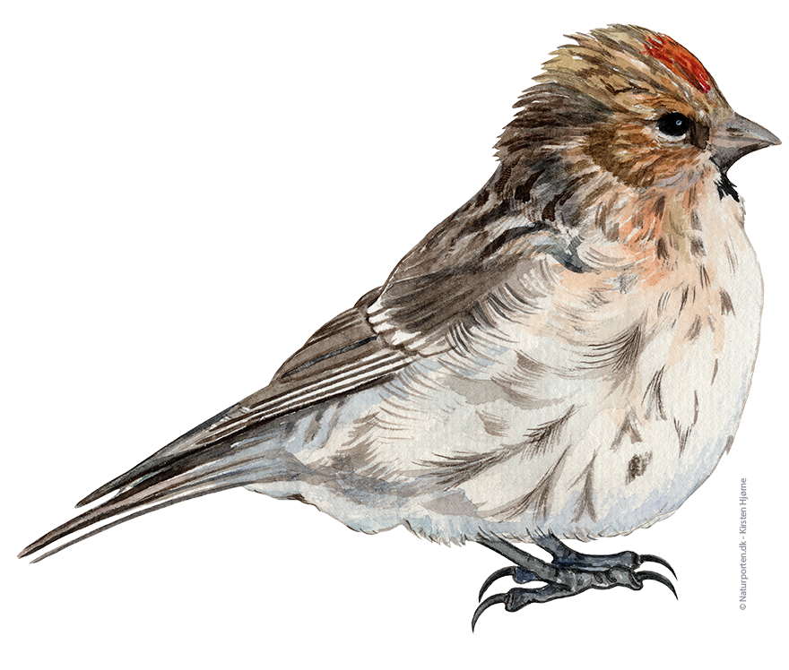 Lille gråsisken © Naturporten - Kirsten Hjørne