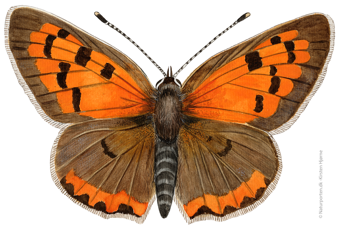 Lille ildfugl © Naturporten - Kirsten Hjørne