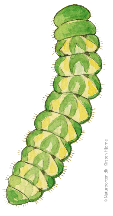 Lille ildfugl larve © Kirsten Hjørne