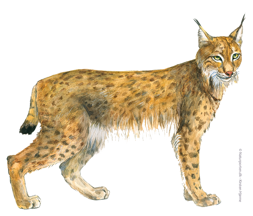 Los © Naturporten - Kirsten Hjørne
