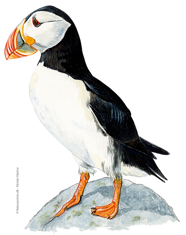 Lunde © Naturporten - Kirsten Hjørne