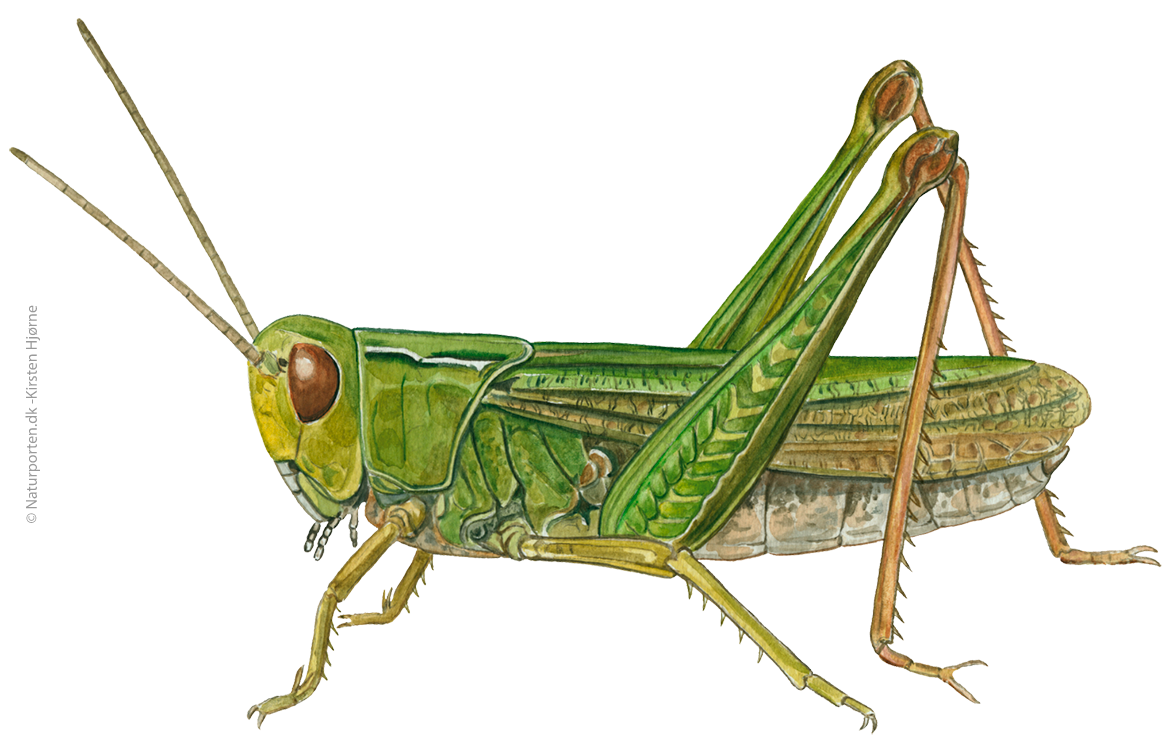 Lynggræshoppe © Naturporten - Kirsten Hjørne