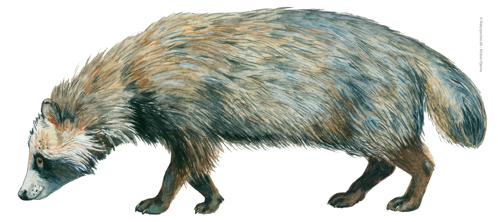 Mårhund © Naturporten - Kirsten Hjørne