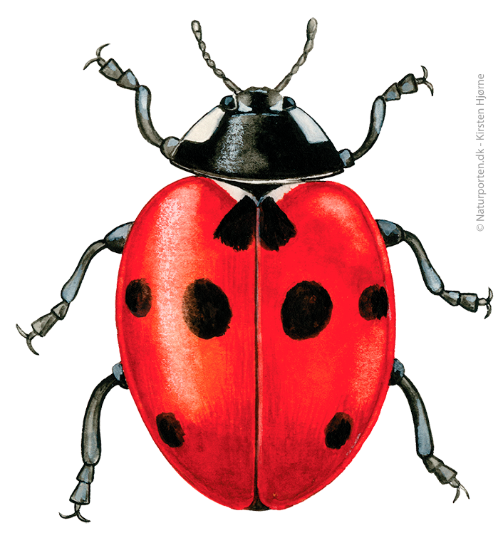 Syvplettet mariehøne © Naturporten - Kirsten Hjørne