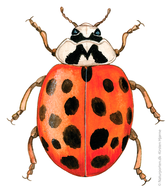 Harlekin mariehøne © Naturporten - Kirsten Hjørne