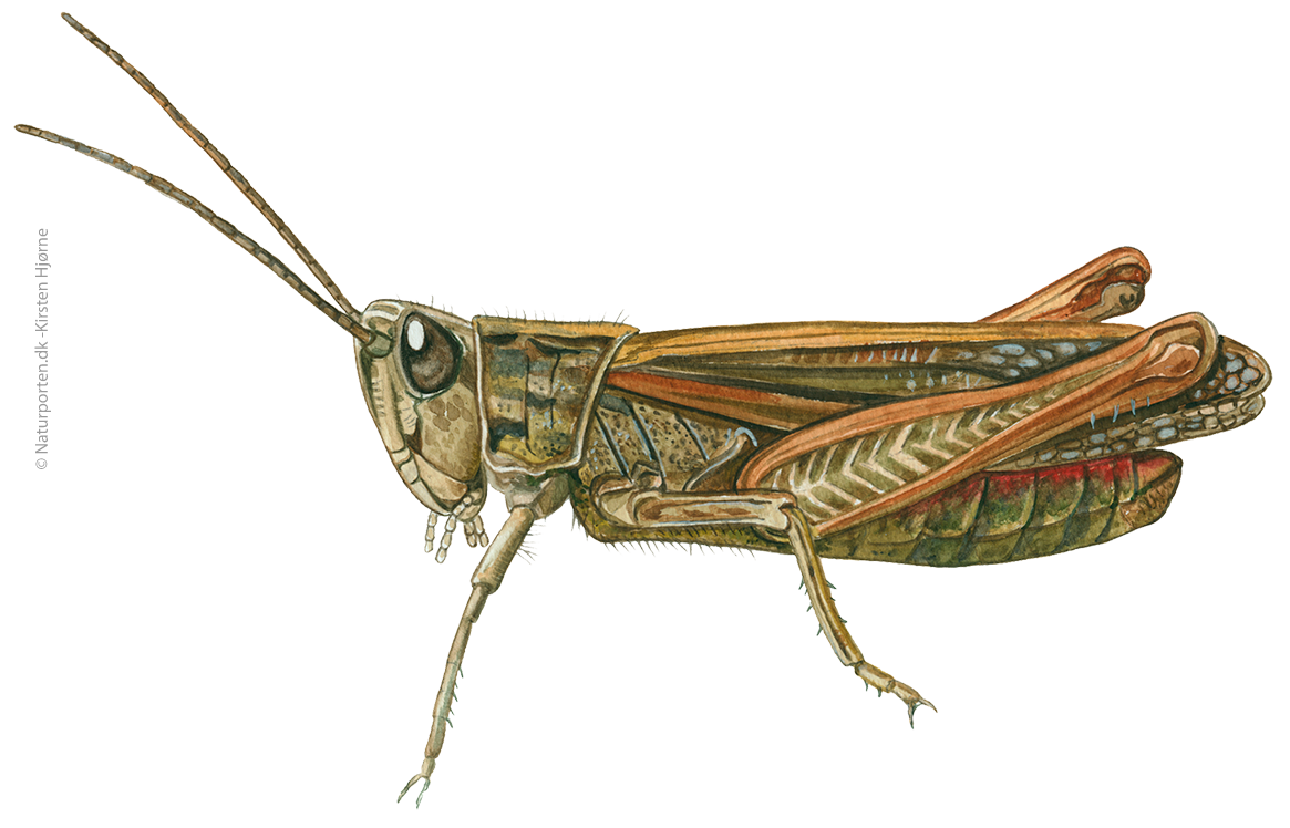 Markgræshoppe © Naturporten - Kirsten Hjørne