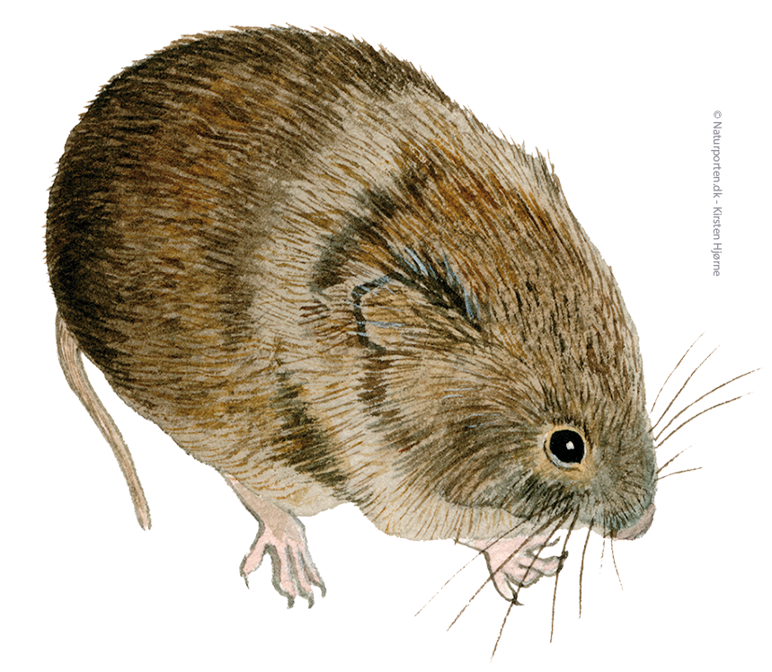  Markmus © Naturporten - Kirsten Hjørne