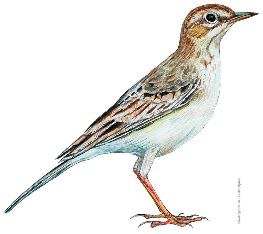 Markpiber © Naturporten - Kirsten Hjørne