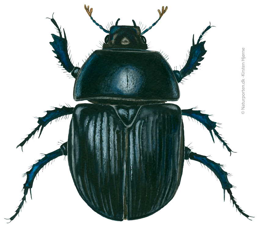 Markskarnbasse © Naturporten - Kirsten Hjørne