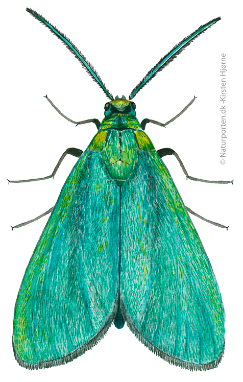 Metalvinge © Naturporten - Kirsten Hjørne