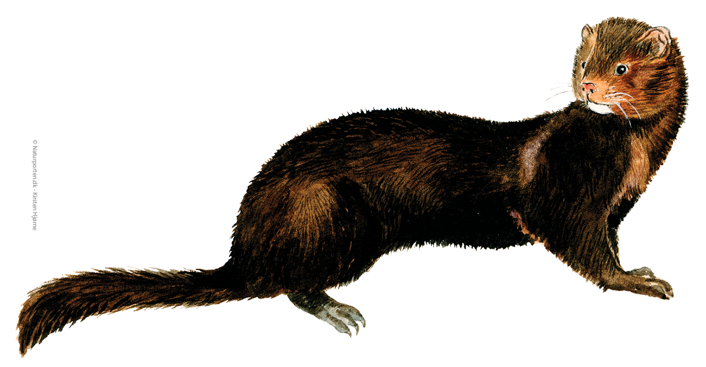 Mink © Naturporten - Kirsten Hjørne
