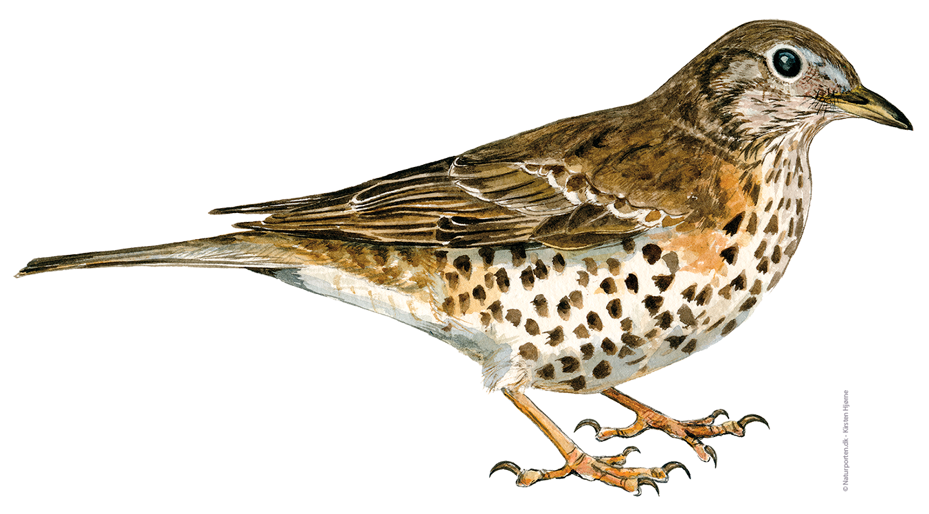 Misteldrossel © Naturporten - Kirsten Hjørne