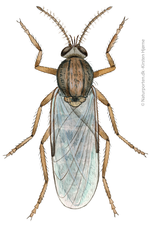 Mitte © Naturporten - Kirsten Hjørne