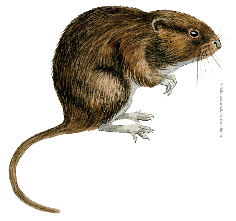 Mosegris © Naturporten - Kirsten Hjørne