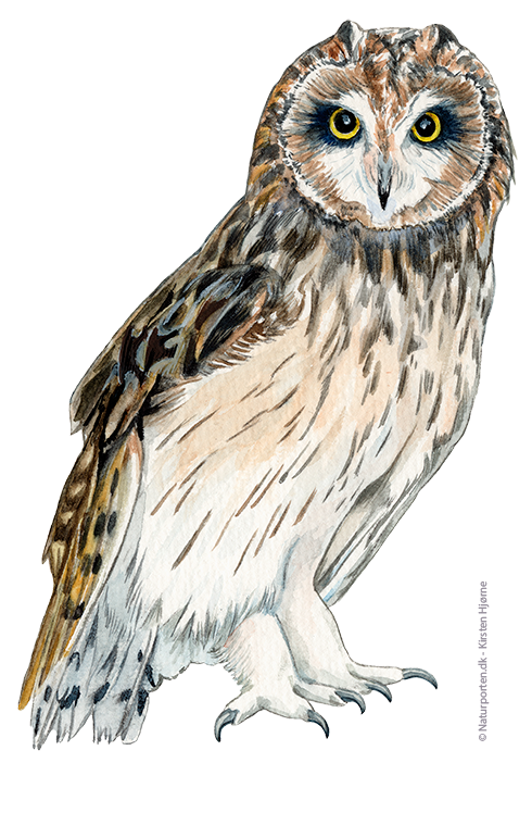 Mosehornugle © Naturporten - Kirsten Hjørne