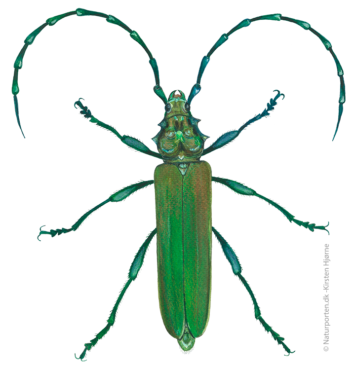 Moskusbuk © Naturporten - Kirsten Hjørne