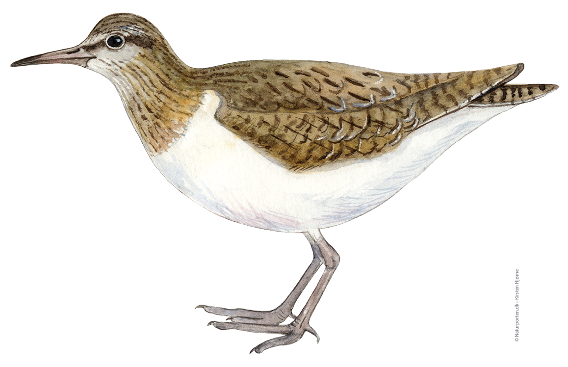 Mudderklire © Naturporten - Kirsten Hjørne