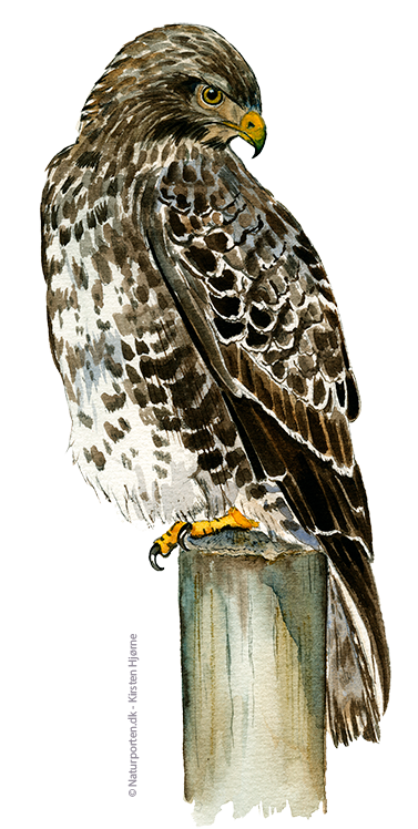 Musvåge © Naturporten - Kirsten Hjørne