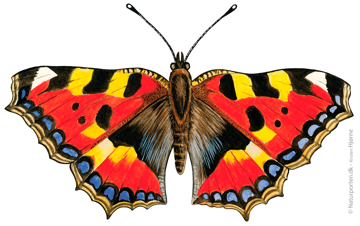 Nældens takvinge © Naturporten - Kirsten Hjørne