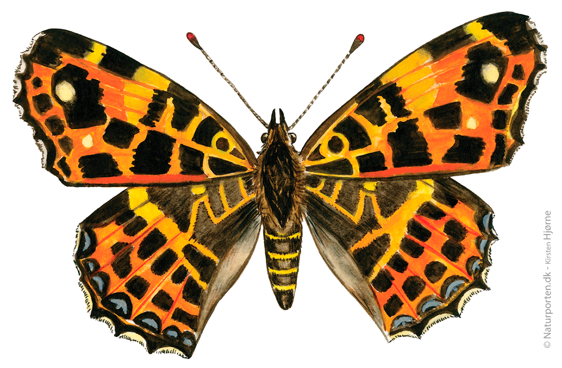 Nældesommerfugl © Naturporten - Kirsten Hjørne