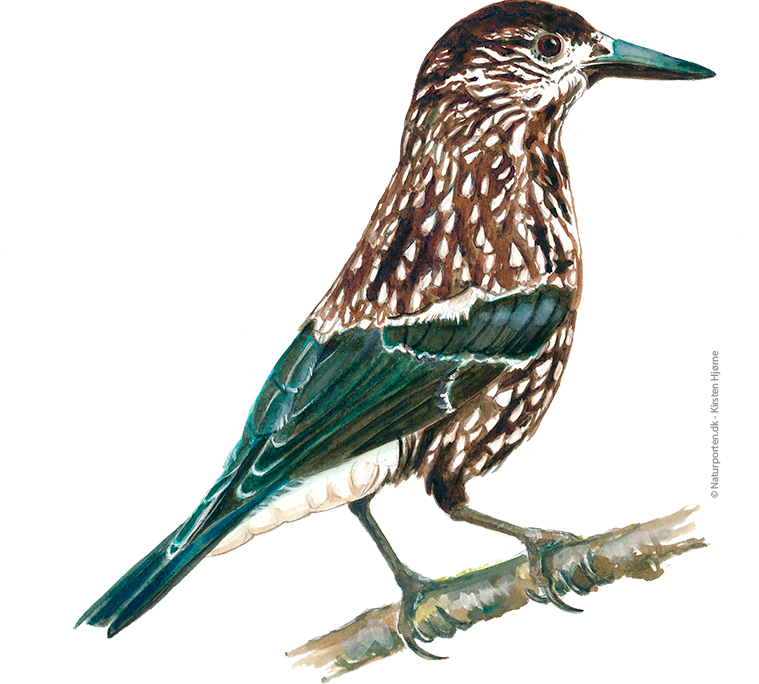 Nøddekrige © Naturporten - Kirsten Hjørne