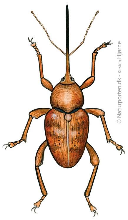Nøddesnudebille © Naturporten - Kirsten Hjørne