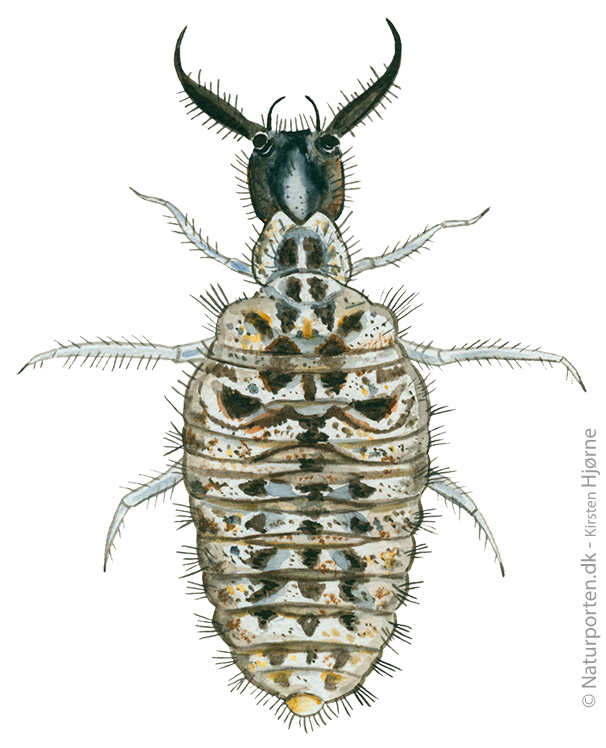 Nordisk myreløve larve © Naturporten - Kirsten Hjørne