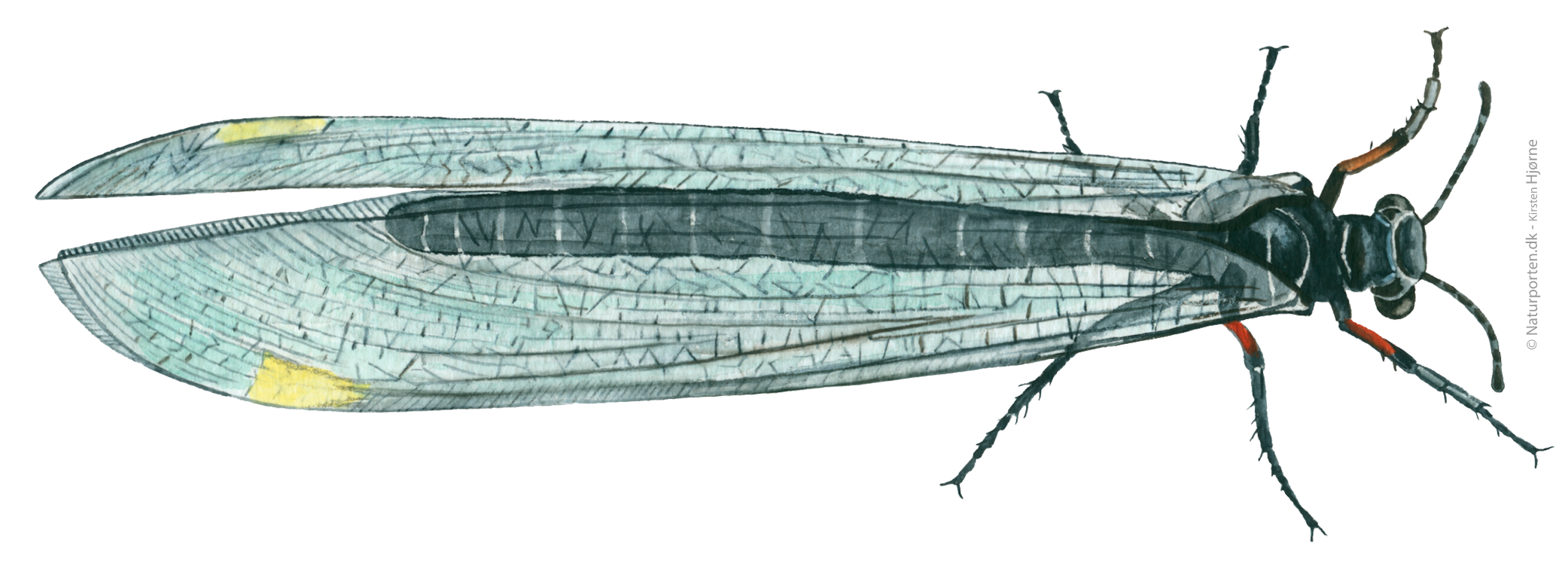 Nordisk myreløve © Naturporten - Kirsten Hjørne