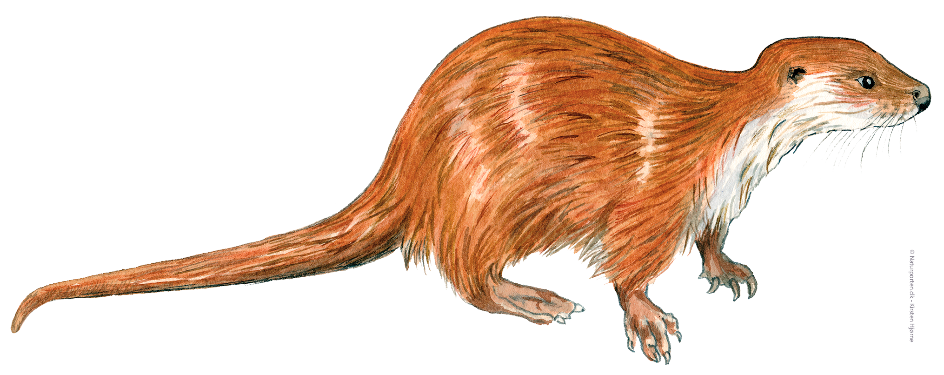 Odder © Naturporten - Kirsten Hjørne