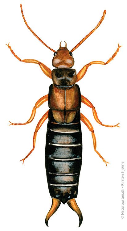 Ørentvist © Naturporten - Kirsten Hjørne