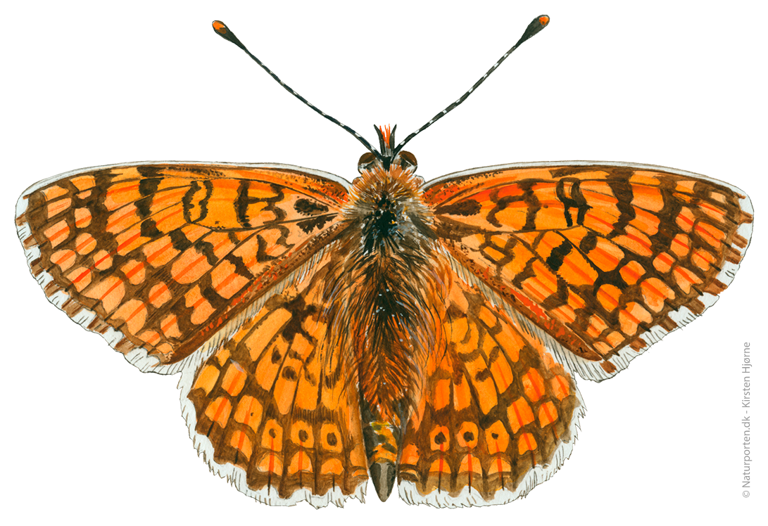 Okkergul pletvinge © Naturporten - Kirsten Hjørne