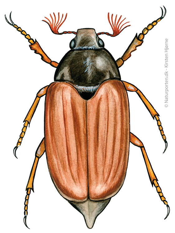 Oldenborre © Naturporten - Kirsten Hjørne