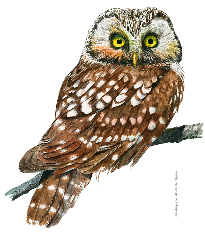 Perleugle © Naturporten - Kirsten Hjørne