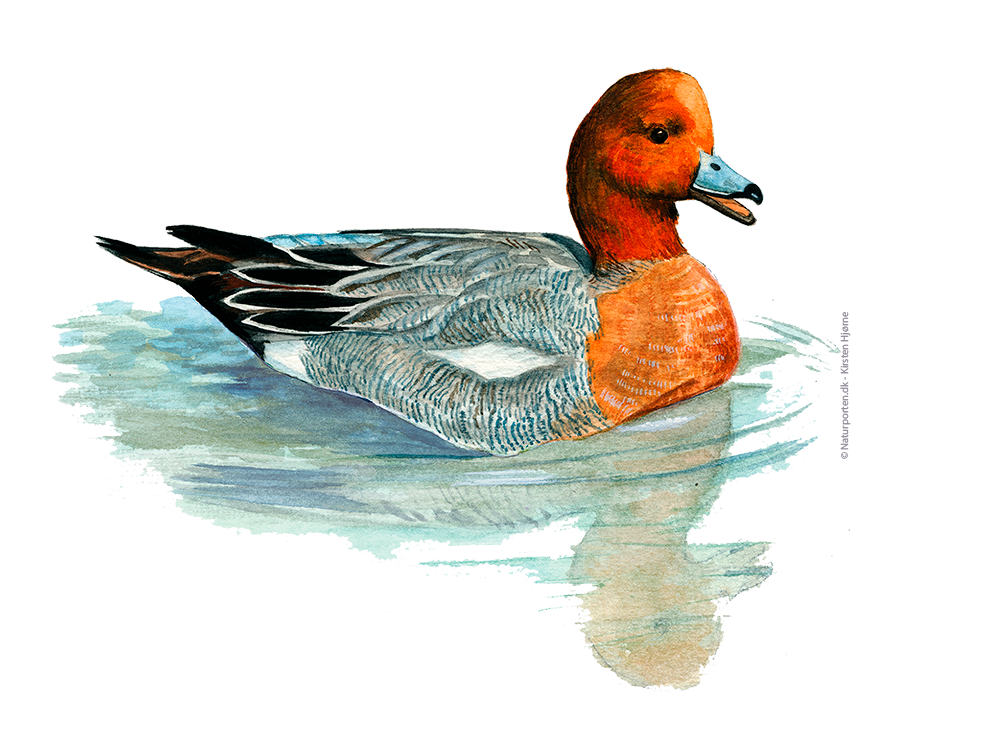 Pibeand han © Naturporten - Kirsten Hjørne