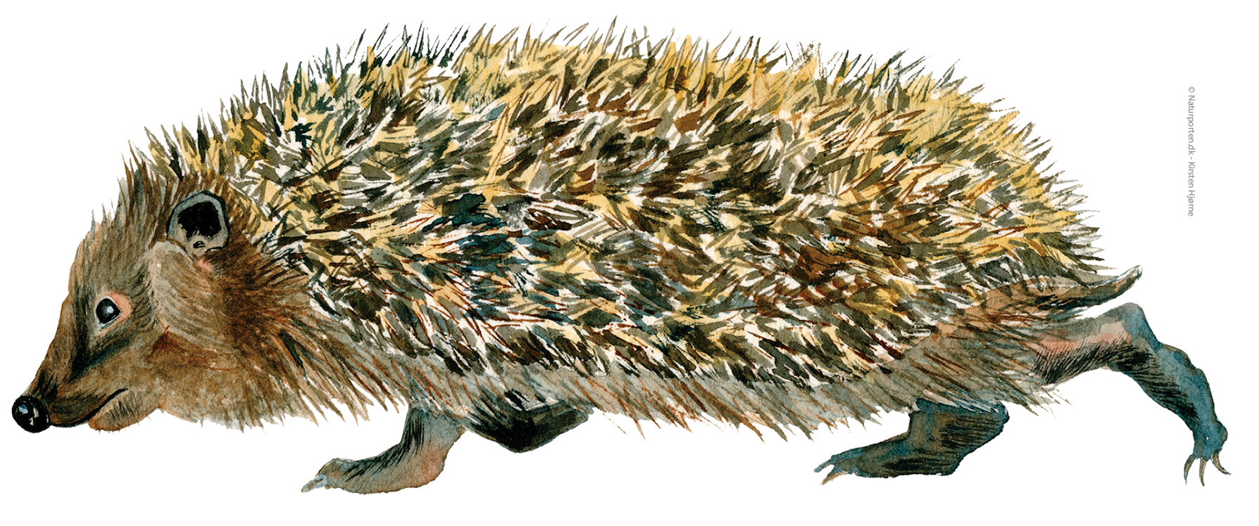 Pindsvin © Naturporten - Kirsten Hjørne