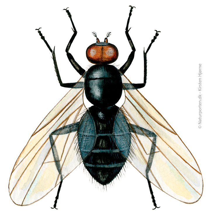 Plantageflue © Naturporten - Kirsten Hjørne