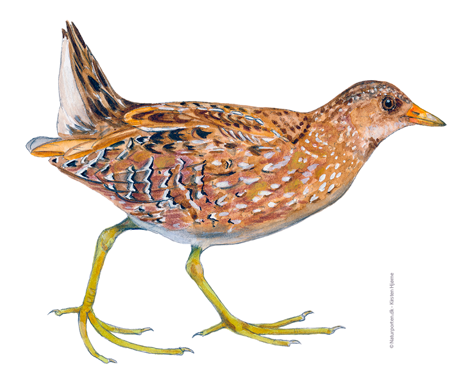 Plettet rørvagtel © Naturporten - Kirsten Hjørne