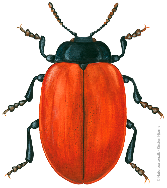 Poppel-bladbille © Naturporten - Kirsten Hjørne