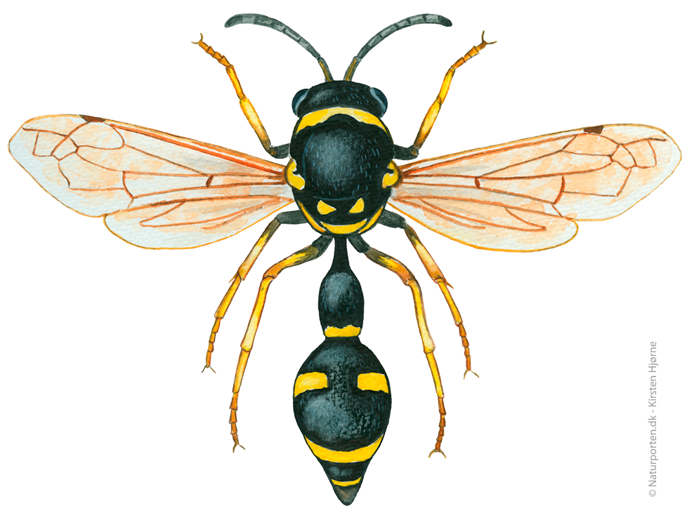 Pottemagerhveps © Naturporten - Kirsten Hjørne