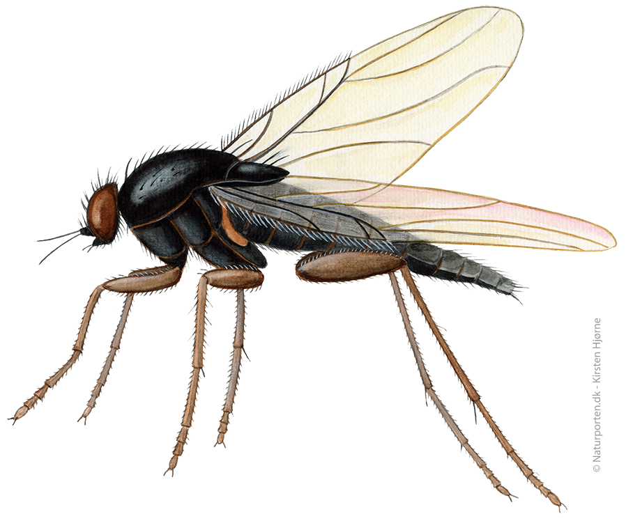 Pukkelflue © Naturporten - Kirsten Hjørne