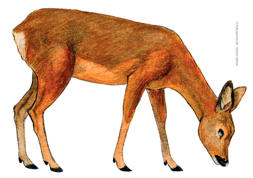 Rådyr hun © Naturporten - Kirsten Hjørne