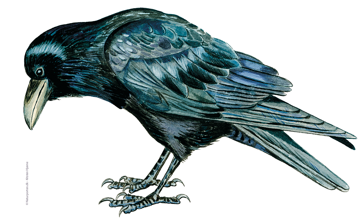 Ravn © Naturporten - Kirsten Hjørne