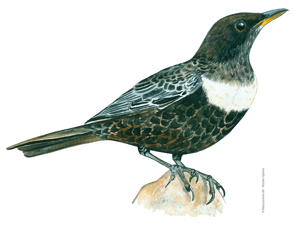 Ringdrossel © Naturporten - Kirsten Hjørne