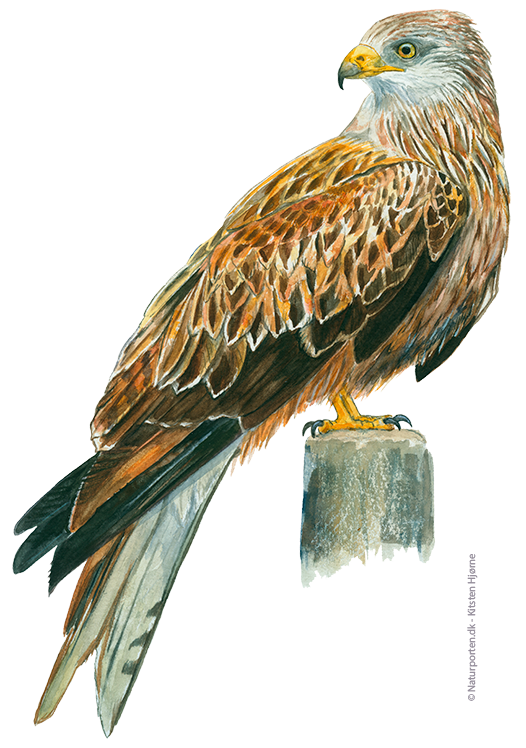 Rød glente © Naturporten - Kirsten Hjørne