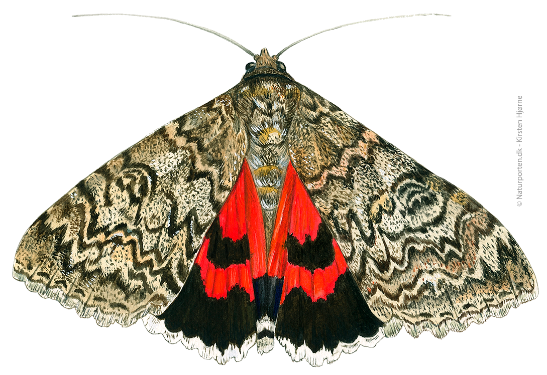 Rød ordensbånd © Naturporten - Kirsten Hjørne