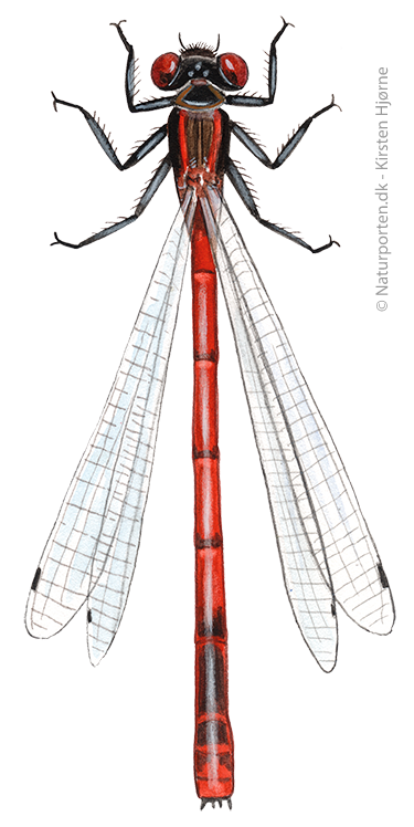 Rød vandnymfe © Naturporten - Kirsten Hjørne