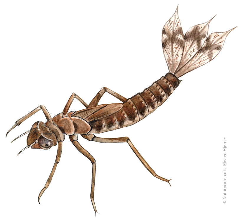 Rød vandnymfe larve © Naturporten - Kirsten Hjørne