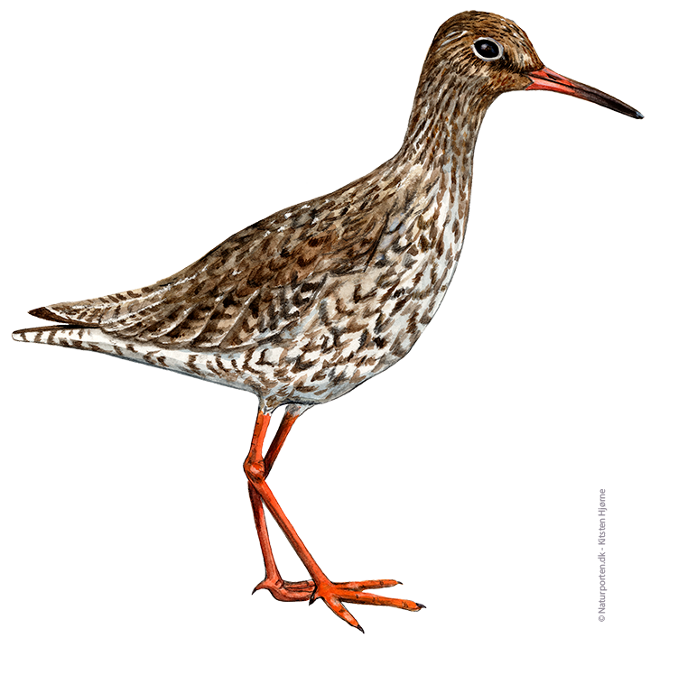 Rødben © Naturporten - Kirsten Hjørne