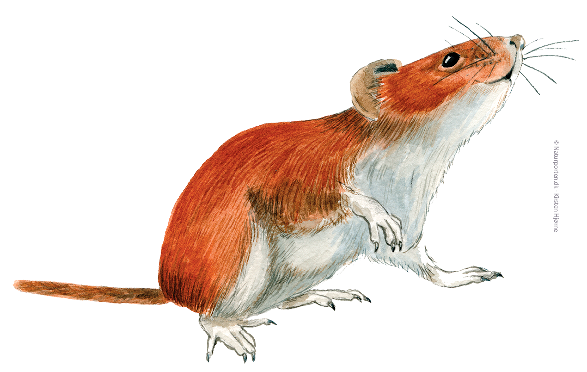 Rødmus © Naturporten - Kirsten Hjørne