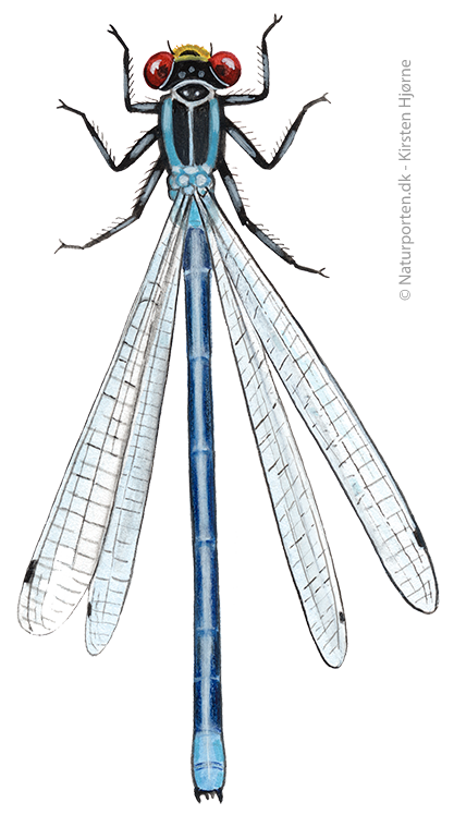 Rødøjet vandnymfe © Naturporten - Kirsten Hjørne